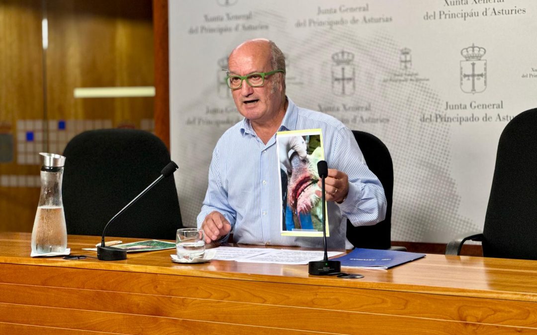 El PP pide que la consejería sufrague la vacunación voluntaria contra la EHE en Asturias, y urge el pago de las ayudas a los ganaderos pendientes del 2023