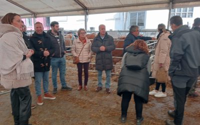 El PP acusa al PSOE de maltratar y poner en peligro a los ganaderos asturianos al permitir los ataques del lobo, con cuatro grandes culpables: Sánchez, Teresa Ribera, Barbón y Hugo Morán