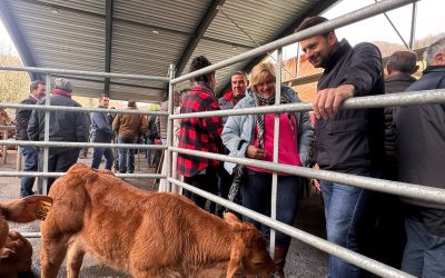 Álvaro Queipo reclama a Barbón y a la FSA que pidan perdón por los cuatro años que han maltratado a los ganaderos por la decisión caprichosa y no científica de sobreproteger al lobo