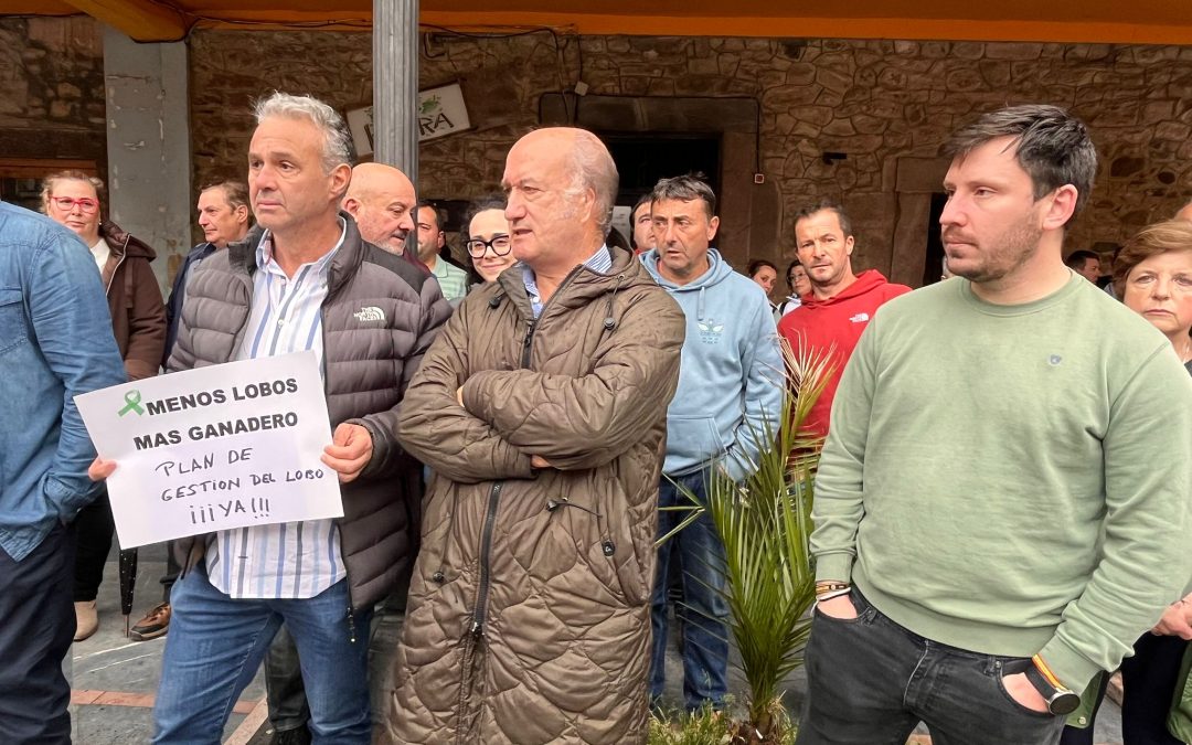 El PP denuncia que en la zona de Grado, Teverga y Salas el lobo ha matado más de 1.500 reses en solo tres años sin que el Gobierno “antiganadero” de Barbón haga nada
