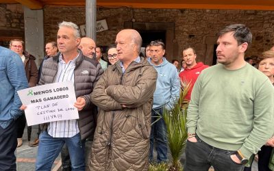 El PP denuncia que en la zona de Grado, Teverga y Salas el lobo ha matado más de 1.500 reses en solo tres años sin que el Gobierno “antiganadero” de Barbón haga nada